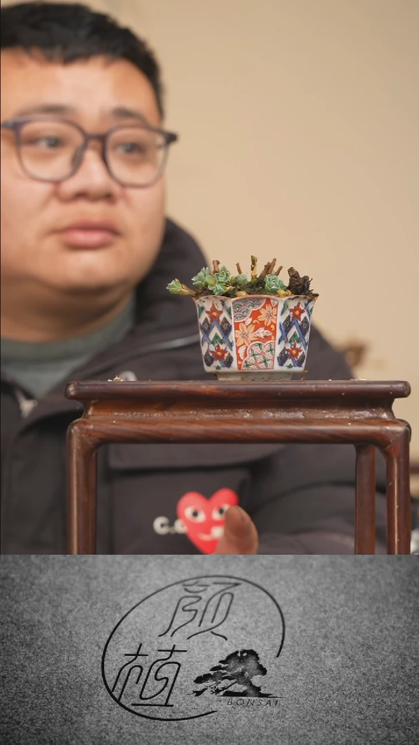 【闪购商品】盆景草本植物  顺丰