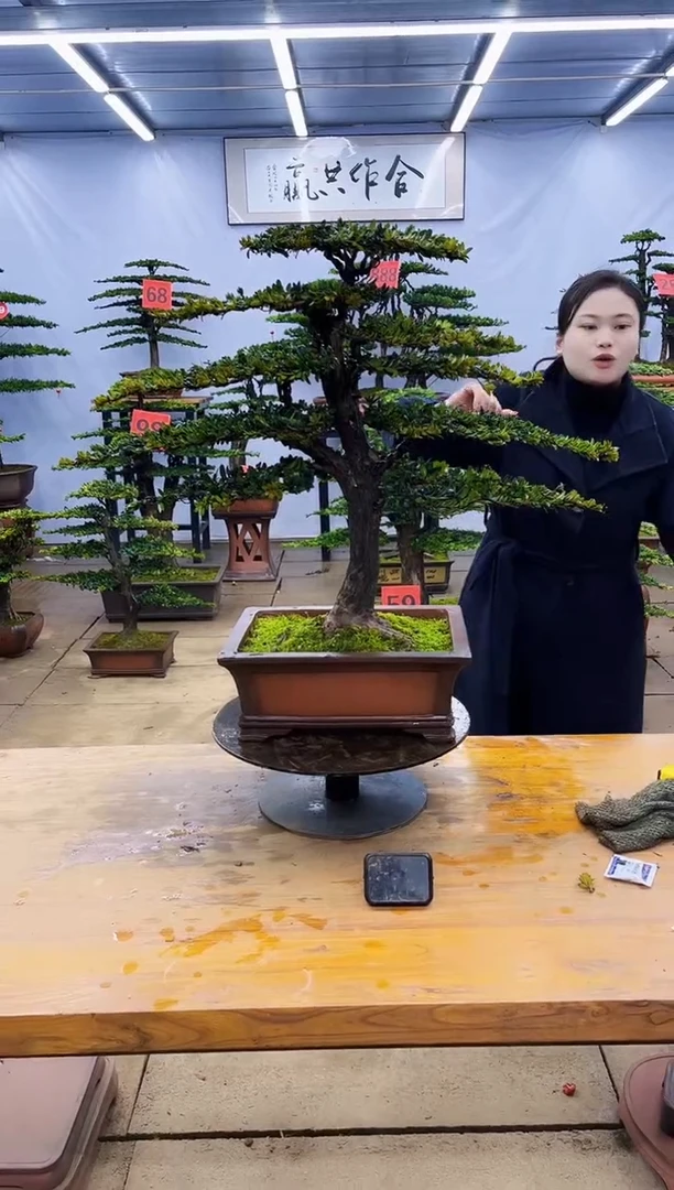 【闪购商品】高端盆景一物一拍，所见即所得