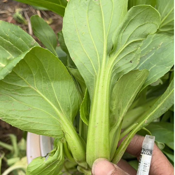 (京东快递)农家自己种植小白菜