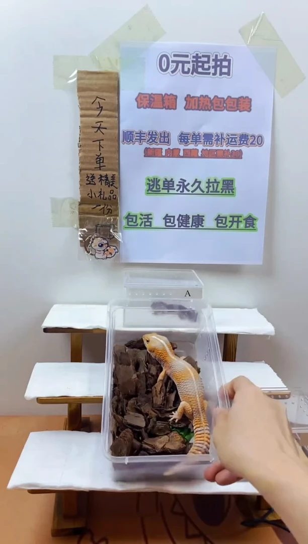 豹纹守宫豹纹守宫幼苗亚成体成体肥尾