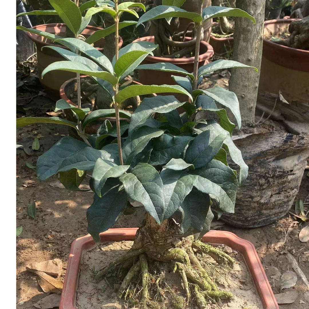 桂花 一物一拍发出不退  谨慎下单