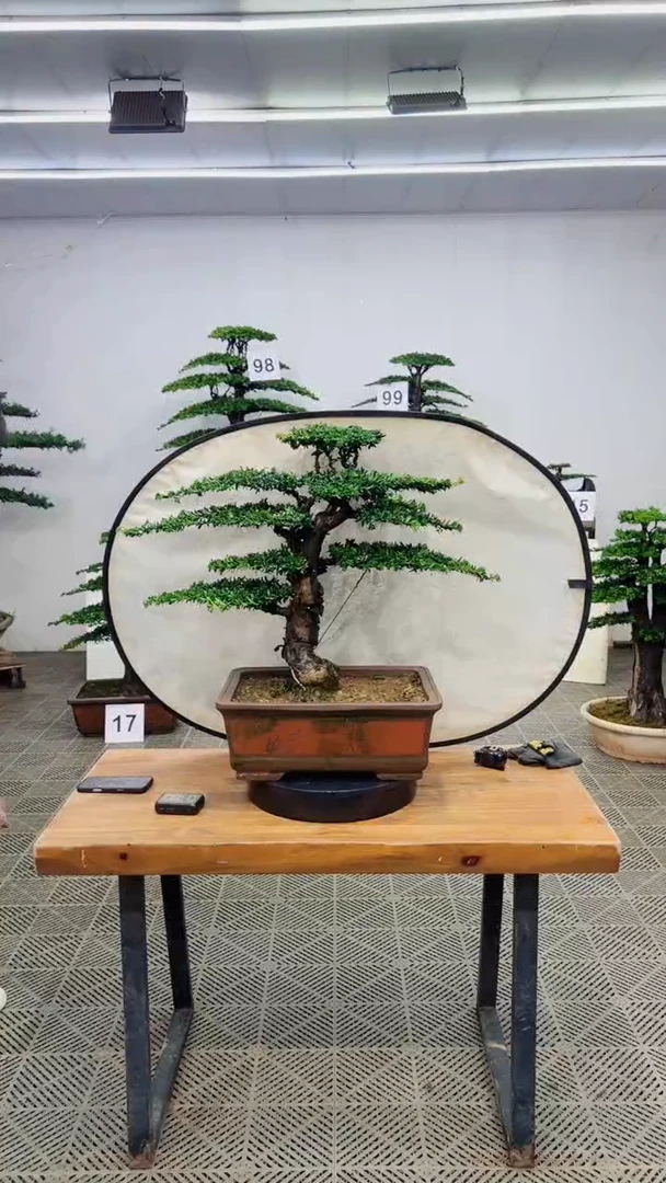 无花朵一物一拍一物一拍
