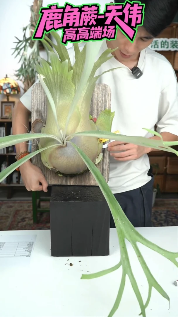 不开花植物D838-猫山王母本