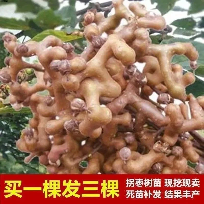 拐枣树苗拐子树万寿果鸡爪连金沟梨南北方种植果树苗盆栽地栽果苗
