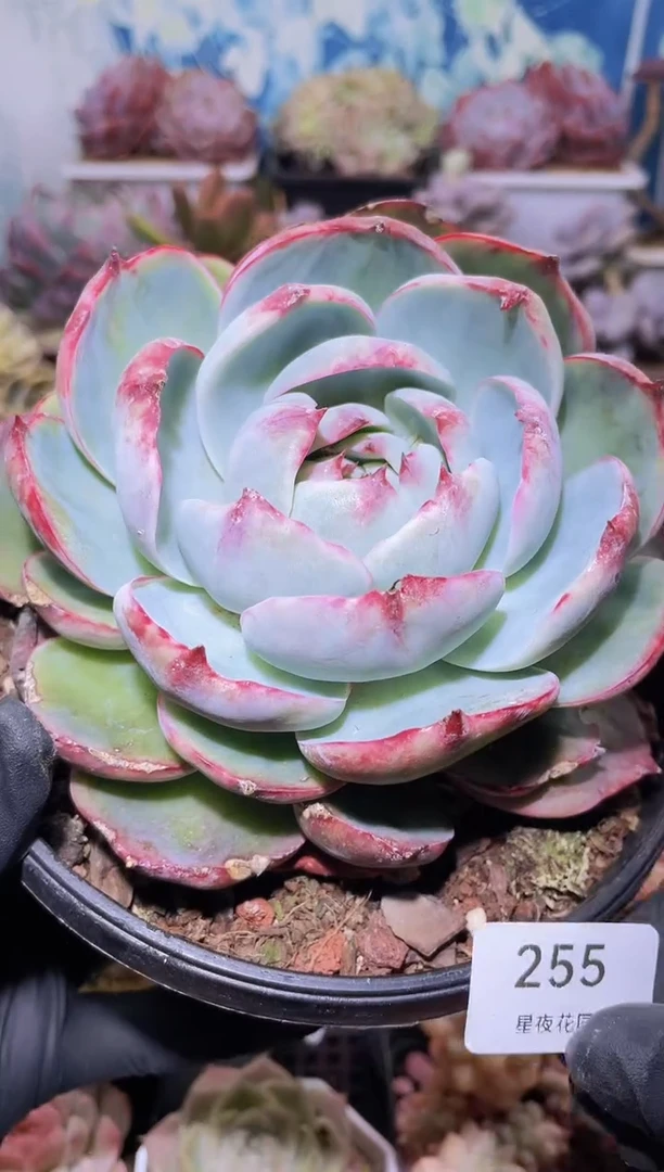 【闪购商品】255惊鸿仙子