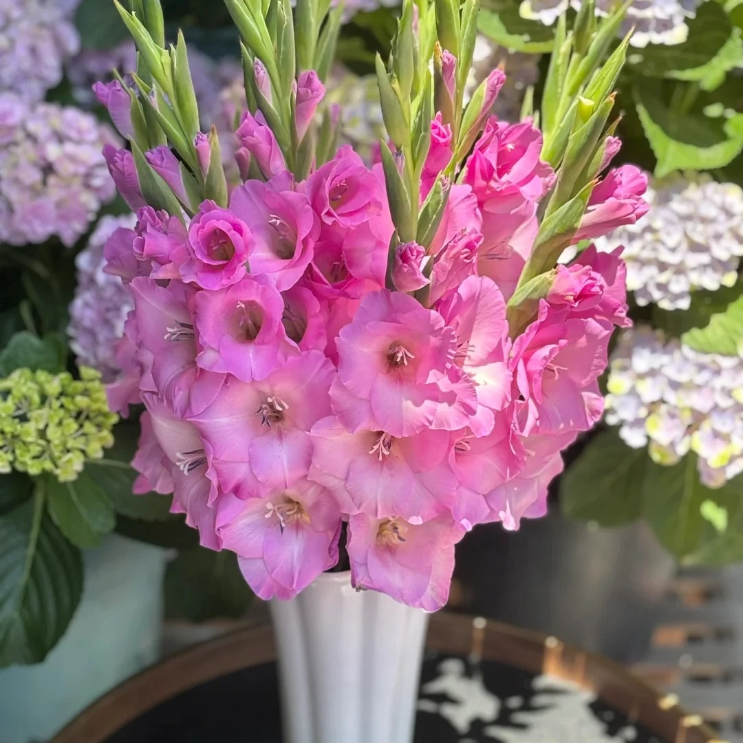 剑兰（十五岁） 氛围感花材 云南基地顺丰冷链现采现发