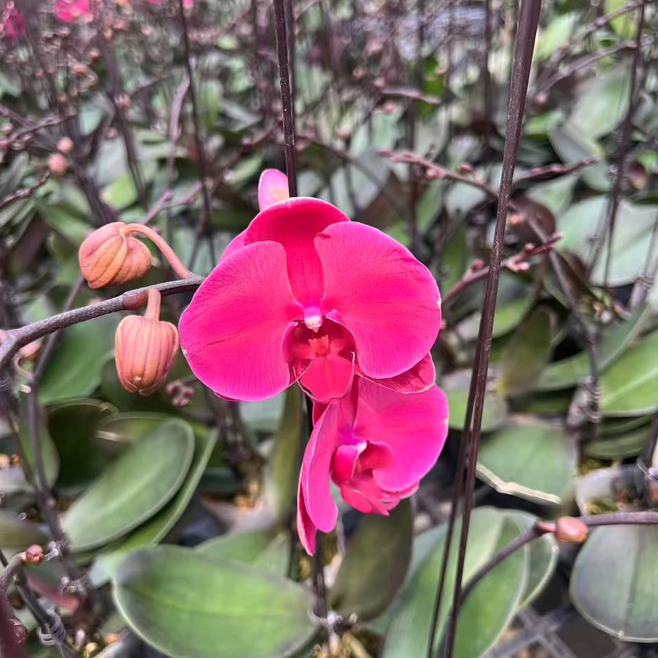 【洋洋得意】 3.5寸加高杯 带花带花苞 基地直发