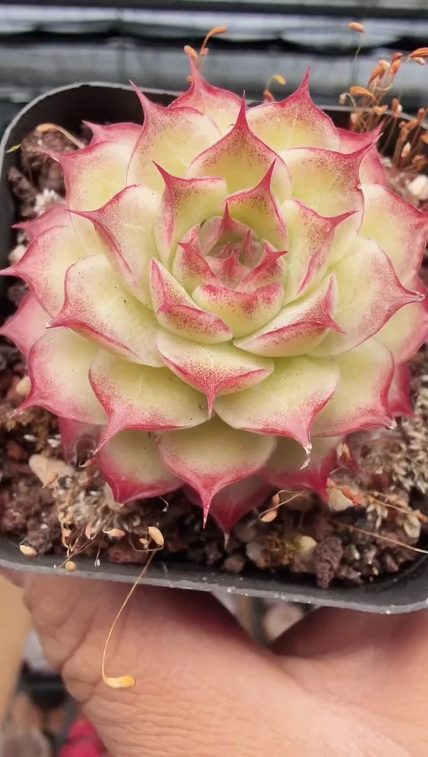 东云多肉园新款-405