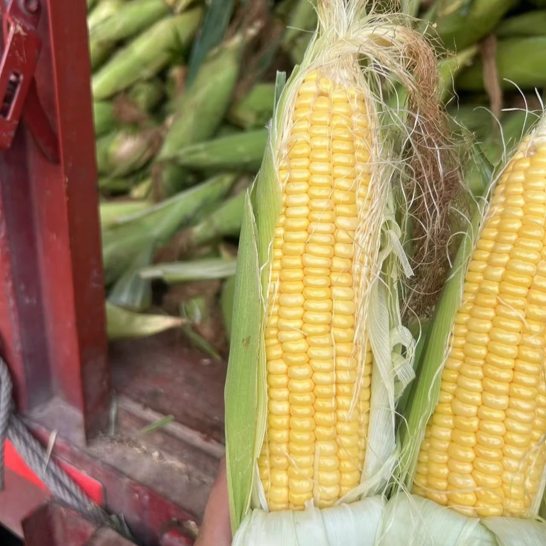 【津优农场】天津新下水果玉米六根到手4.5-5斤装新鲜天津市