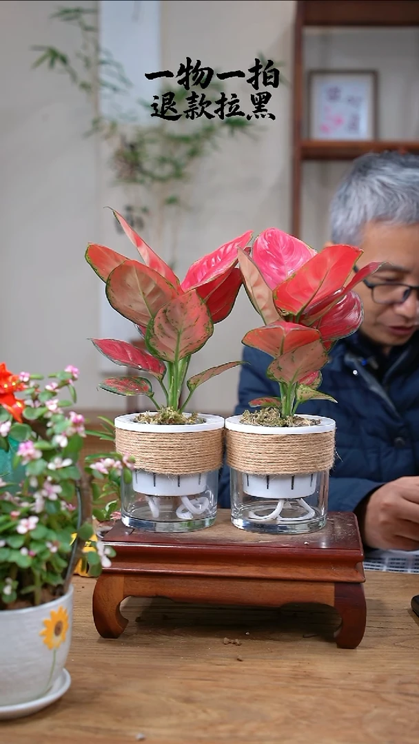 完全开放摸****啊吉利红2盆