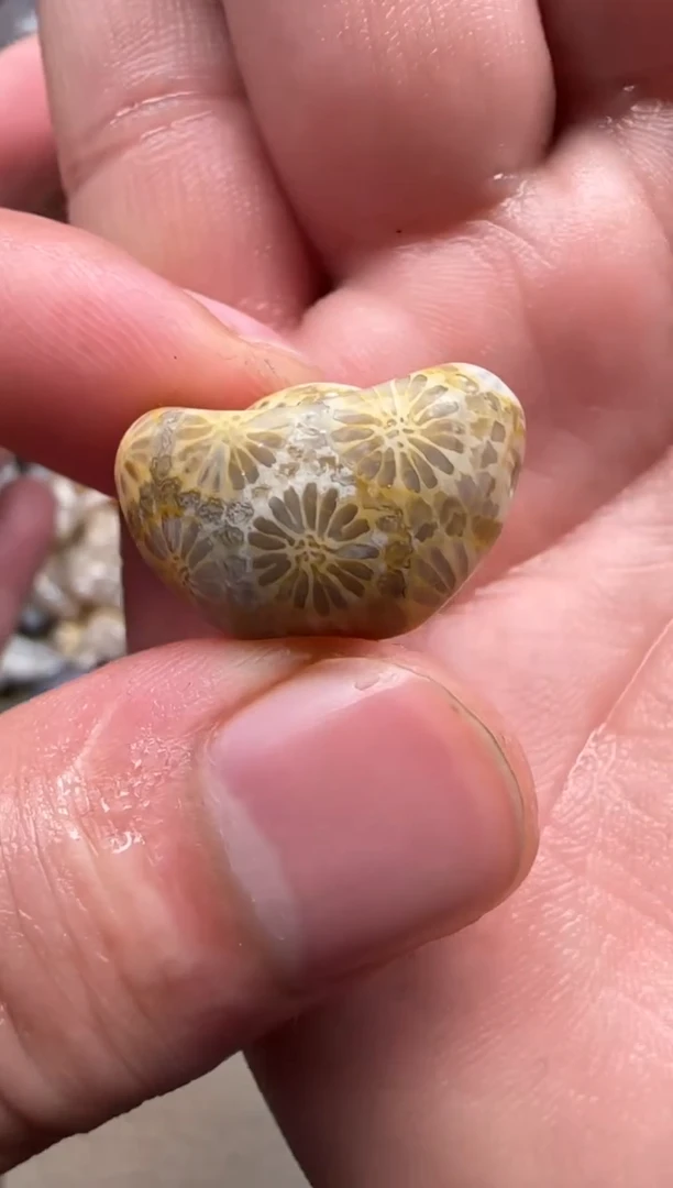 【闪购商品】硅化珊瑚（珊瑚玉）颈饰未镶嵌408