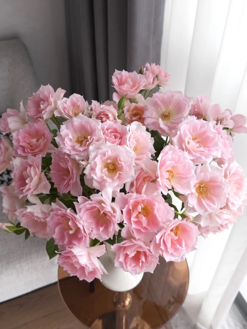 两单包邮！多头【星荷】玫瑰