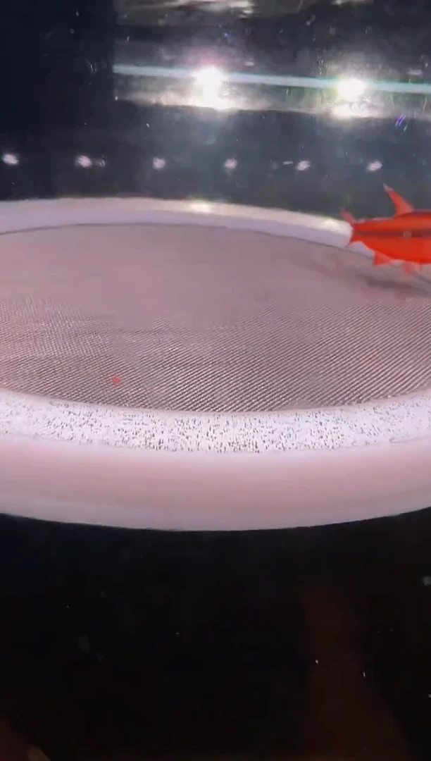 灯科鱼驰大长缸-42号超红3cm左右（不包黑点）1条