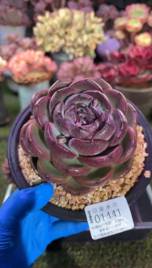 【闪购商品】01441