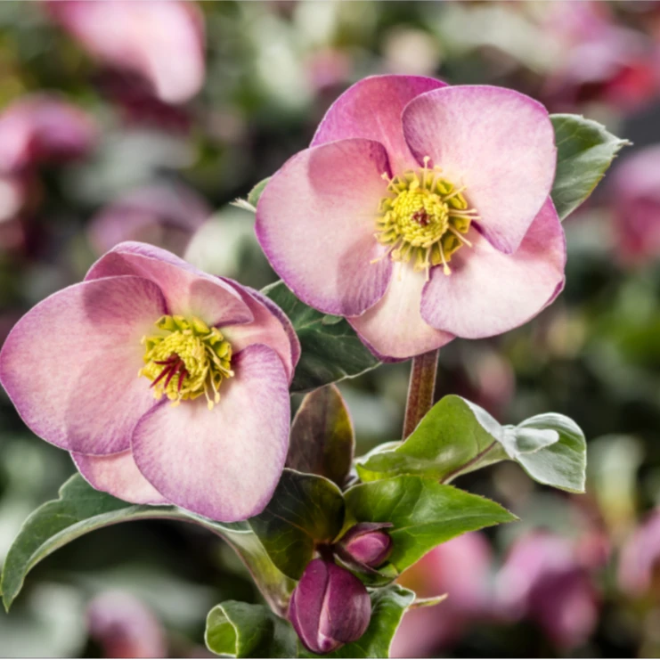 虹越 |铁筷子“蜜桃”2加仑 冬日玫瑰高端室内外耐寒花卉