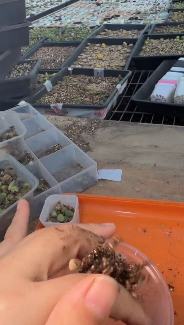 29-411多肉植物肉锥