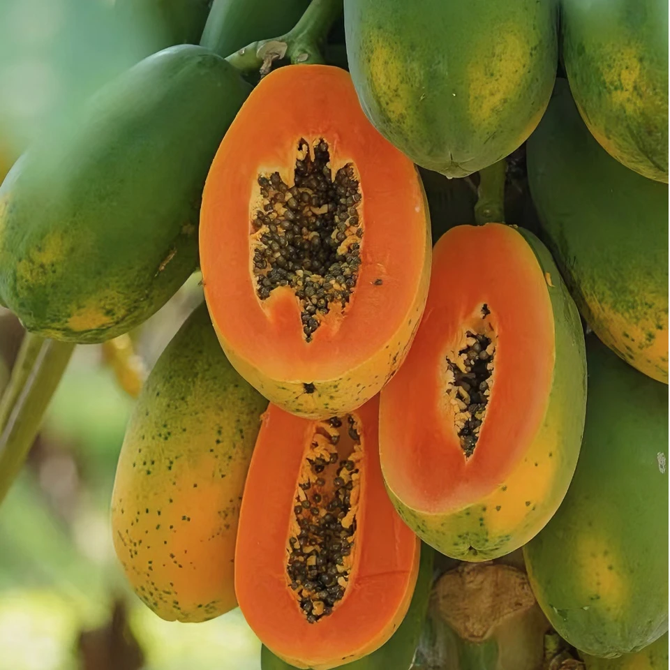 8斤5-8个红心牛奶木瓜 果皮微微变黄即可食用有黑点不影响口感