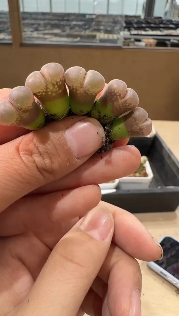 10-326多肉植物肉锥