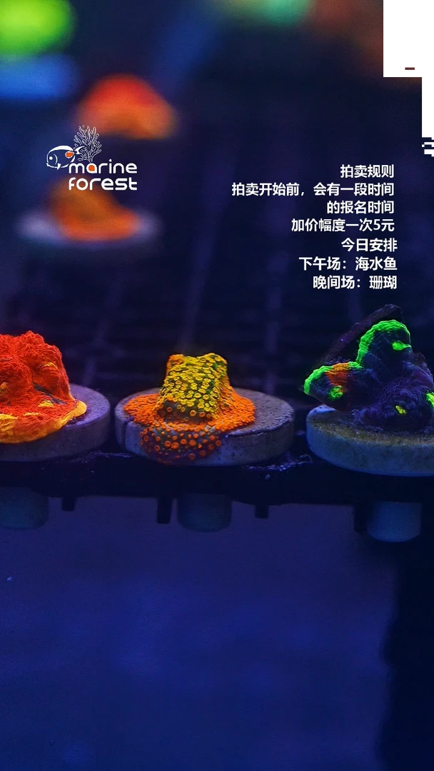 彩虹石瓦 鱼友专拍