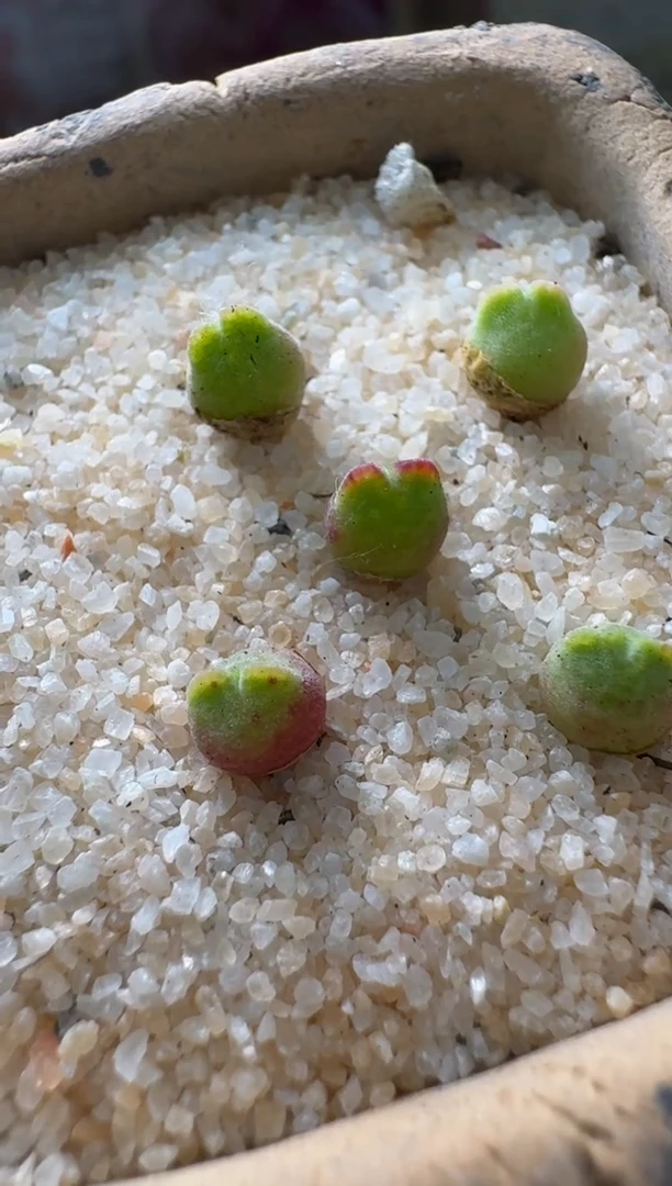 美丽的肉石头10-459猪蹄985一颗