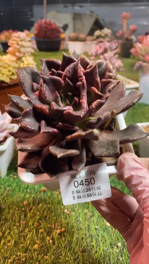 【闪购商品】0450a