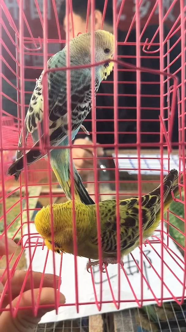 虎皮鹦鹉虎皮鹦鹉