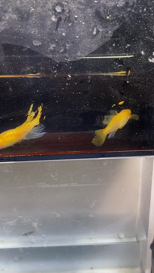 青鳉鱼观背青鳉一物一拍21