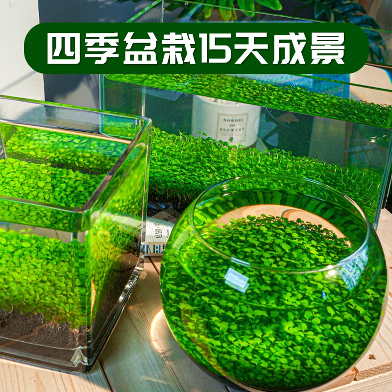 精选水草种子水草泥净化生态鱼缸小型斑马鱼七彩水养鱼缸海草泥