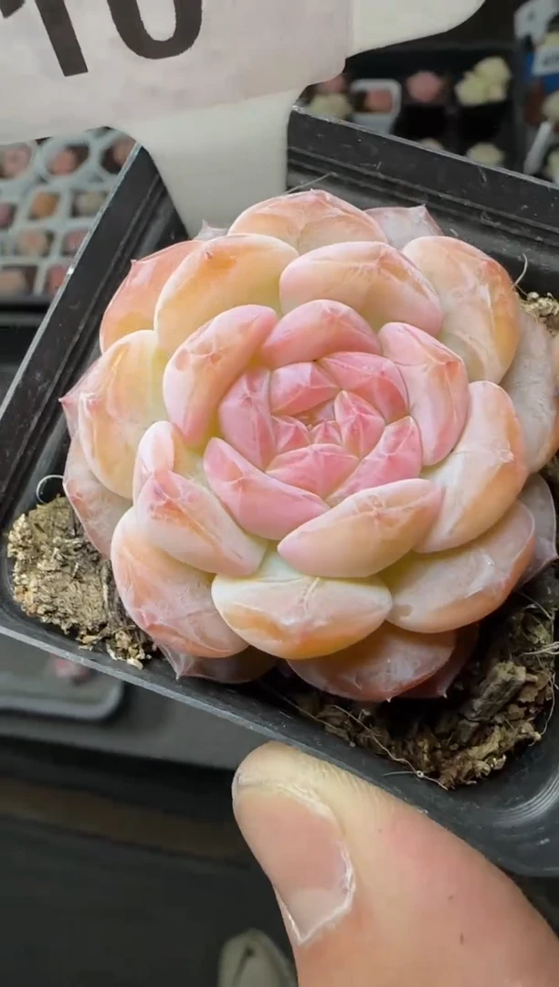 【闪购商品】一物一拍0223—10