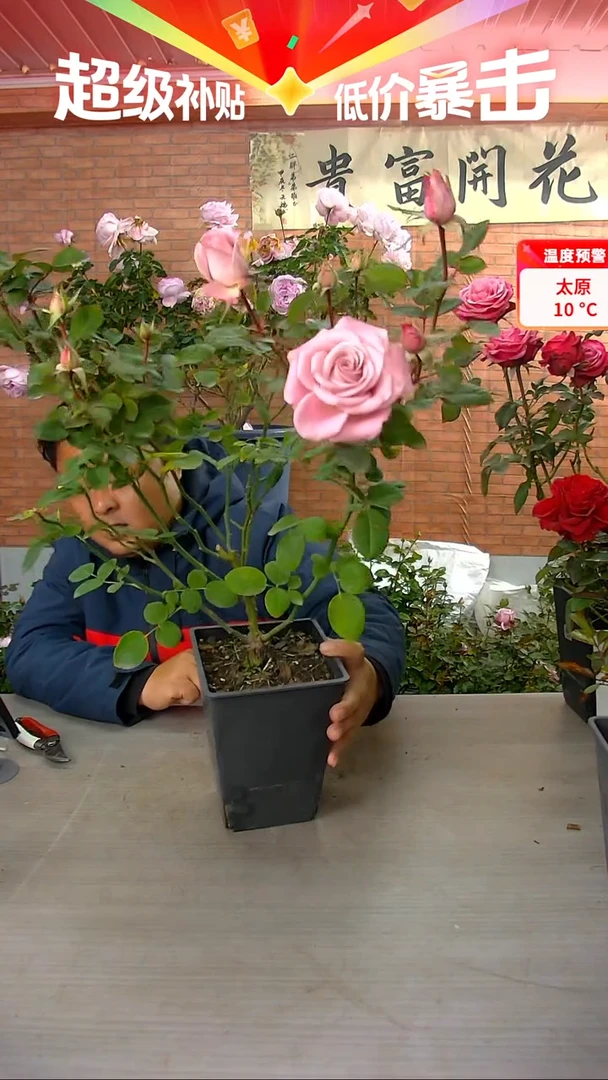 当前无花朵，栽培后可花朵粉曼塔