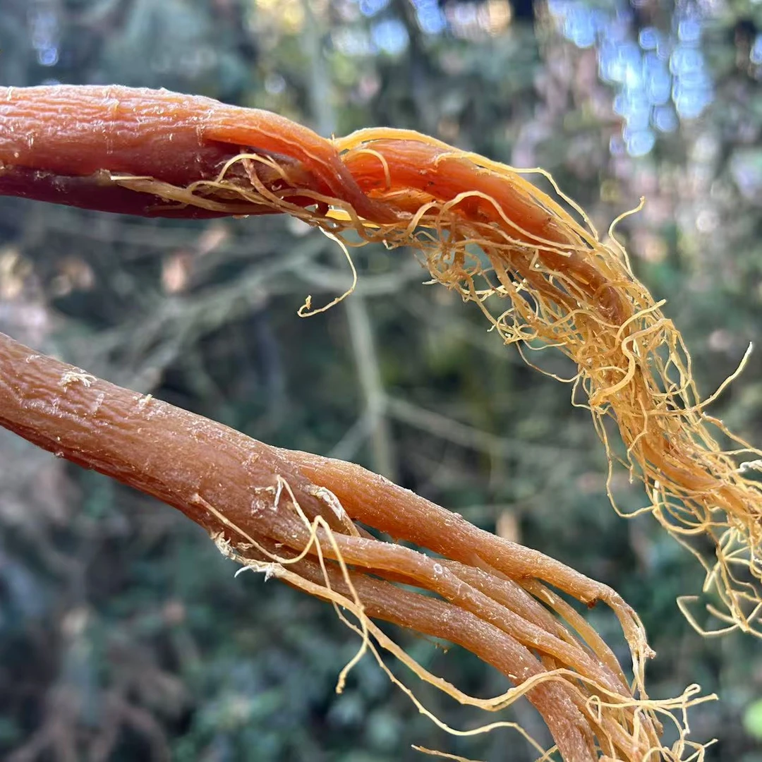 1【百-年-红-参】净含量100g-1000g【小八现收】