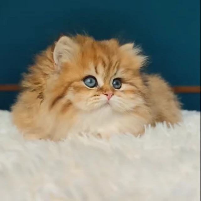 长毛金渐层妹妹两个月，驱虫已做，一针疫苗。