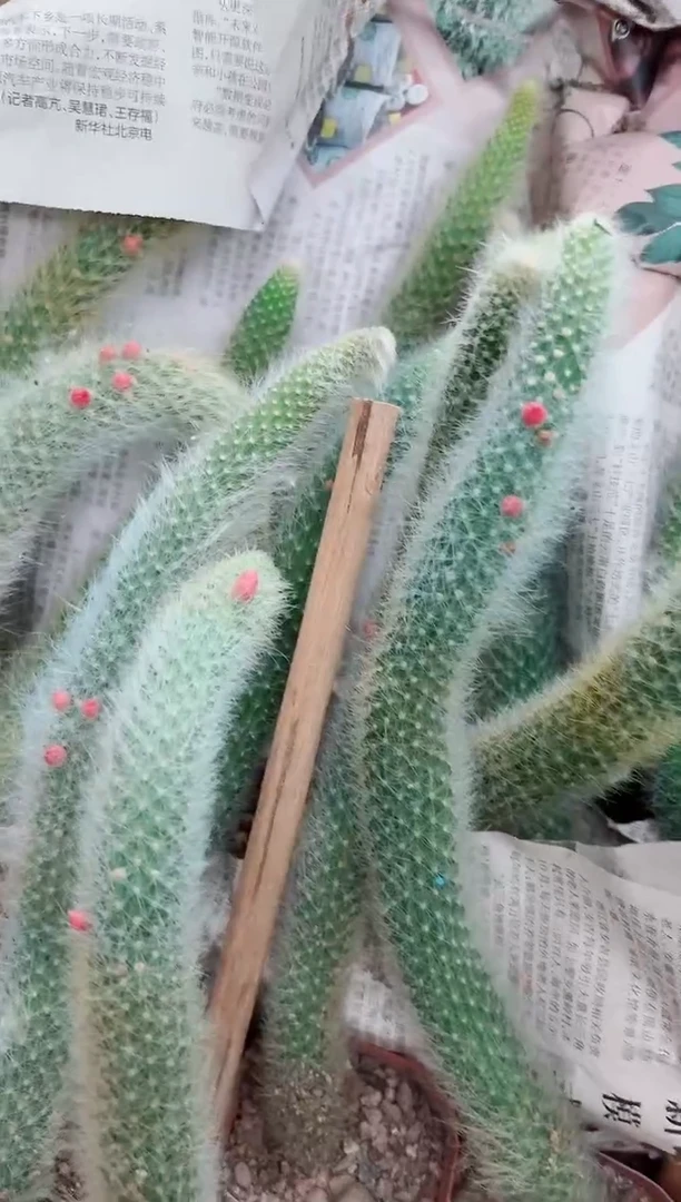 带花苞很长九尾狐仙人球植物9.9园2个