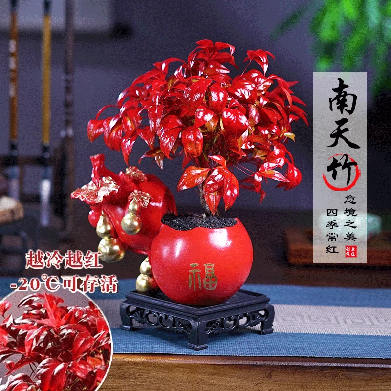 【越冷越红】火焰南天竹植物书房绿植桌面盆栽好养易活禅意创意盆景