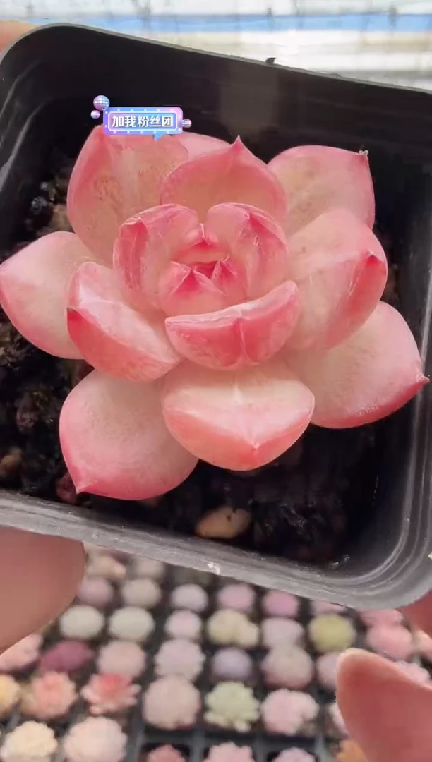 东云多肉园新款-02