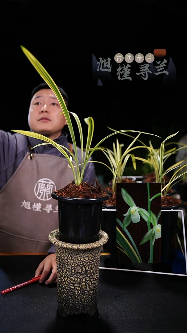 当前无花栽培后可以开花红*鱼魫大贡呈祥艺（子母两苗）