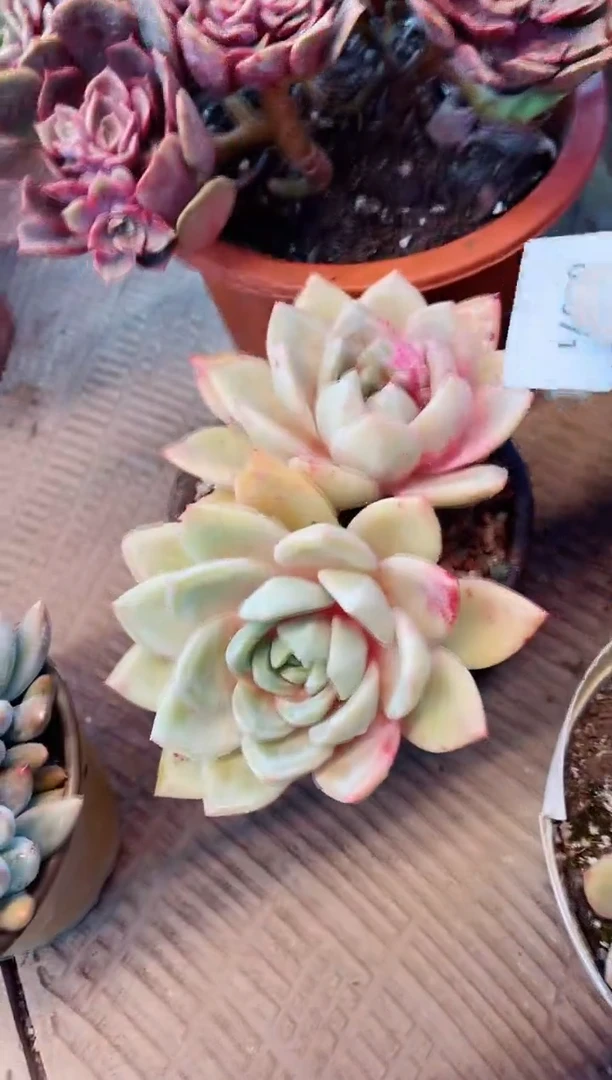 【闪购商品】08071