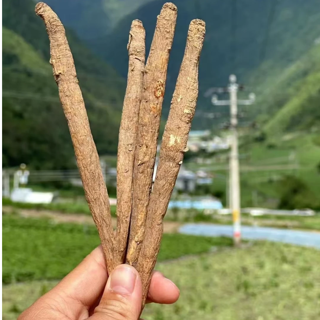 【燕子山货推荐】独脚当归-甜当归-藏当归