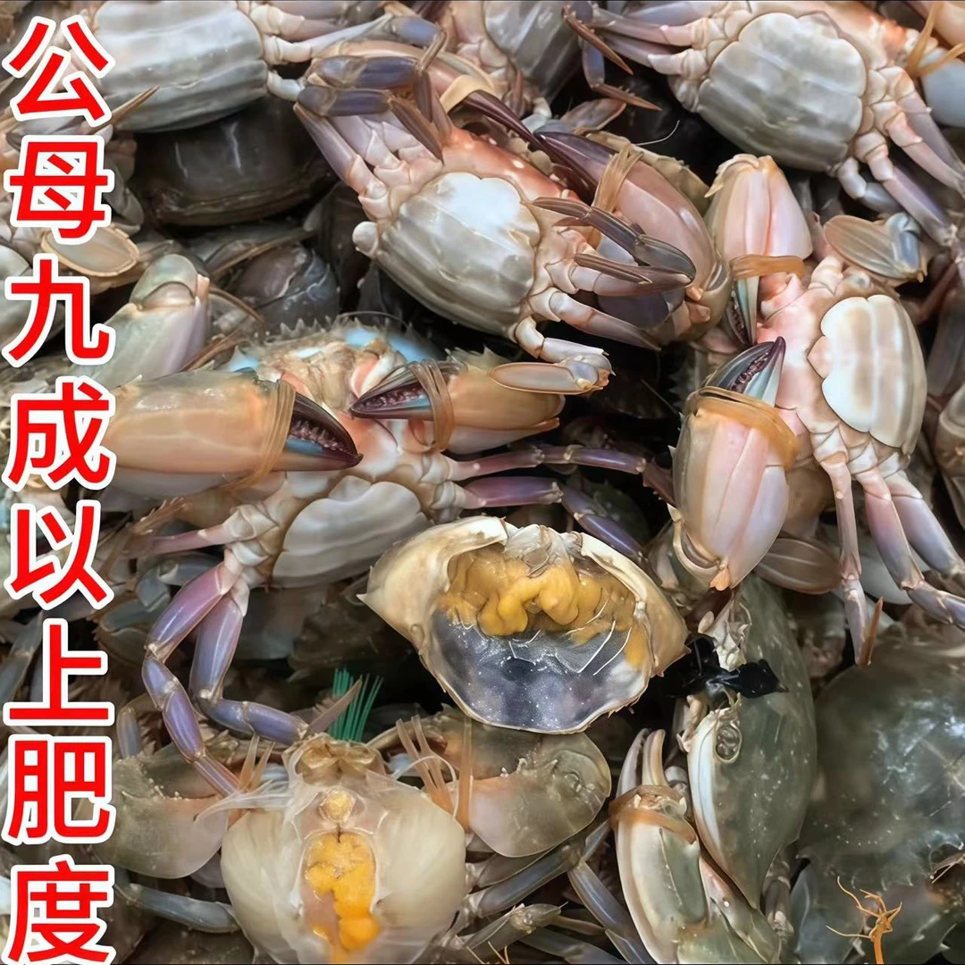 小船当天捕捞花盖蟹石头蟹鲜活发货保鲜不保活顺丰冷链