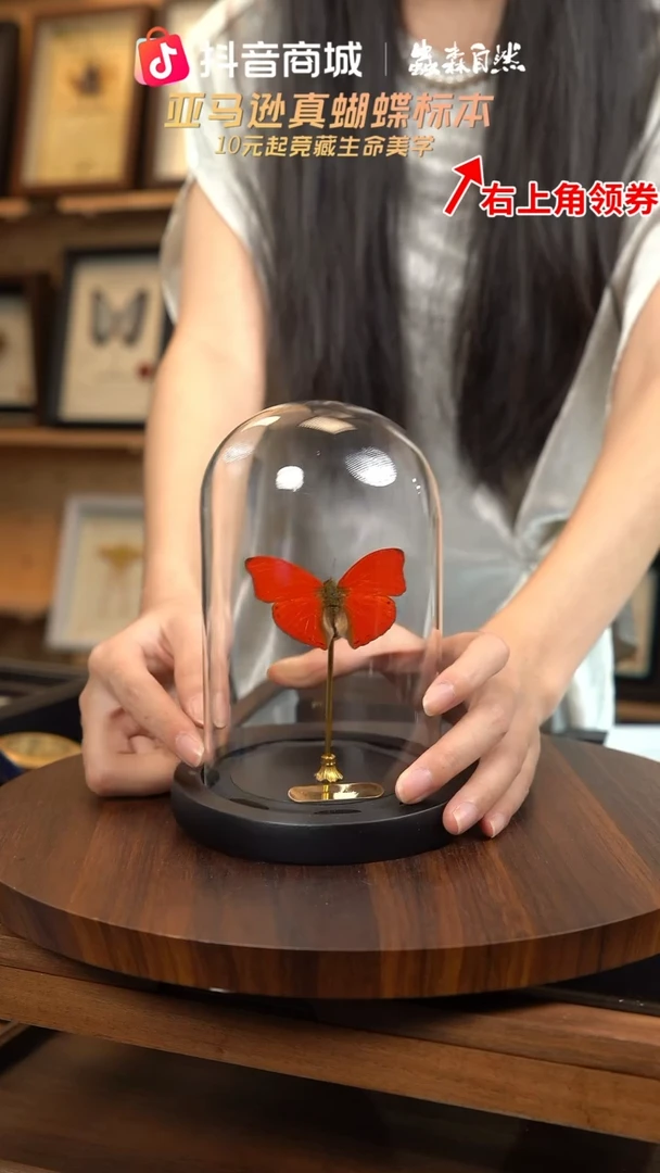 血漪蛱蝶小号玻璃罩