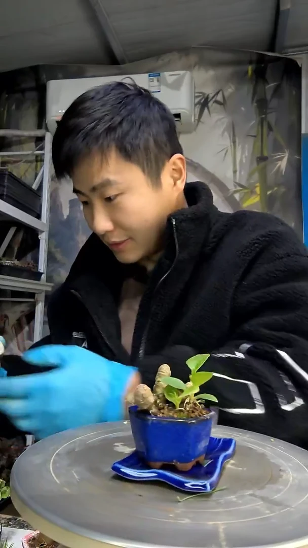 波**苔中青园艺一物一拍花451