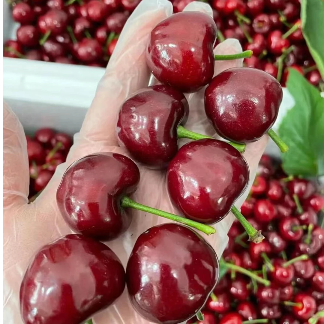 新鲜【烟台美早】大樱桃 2J-4J 2.5斤 现摘现发 顺丰包邮