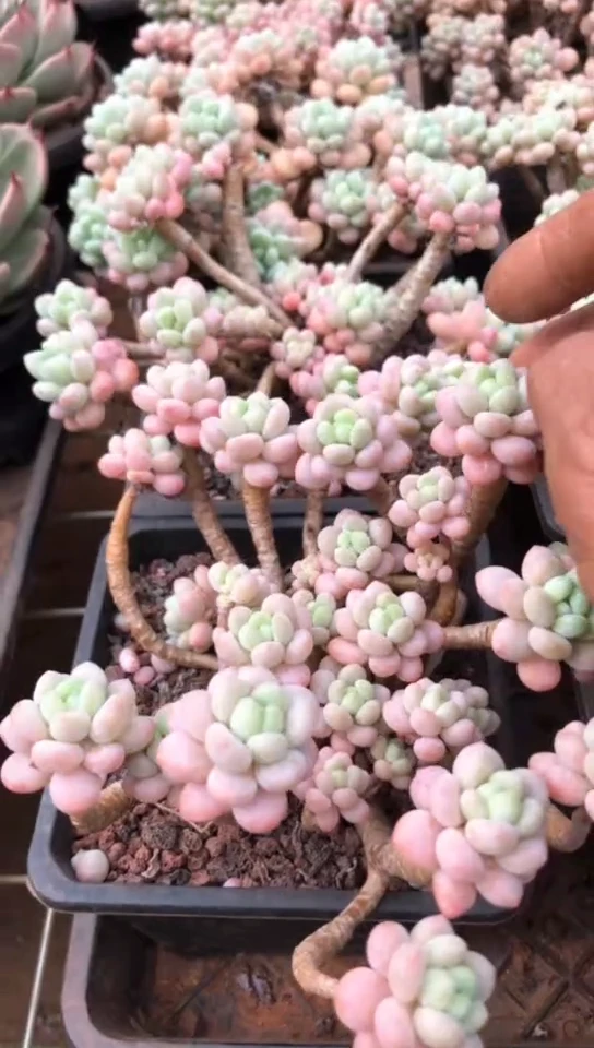 【闪购商品】精控洛可可12.8米