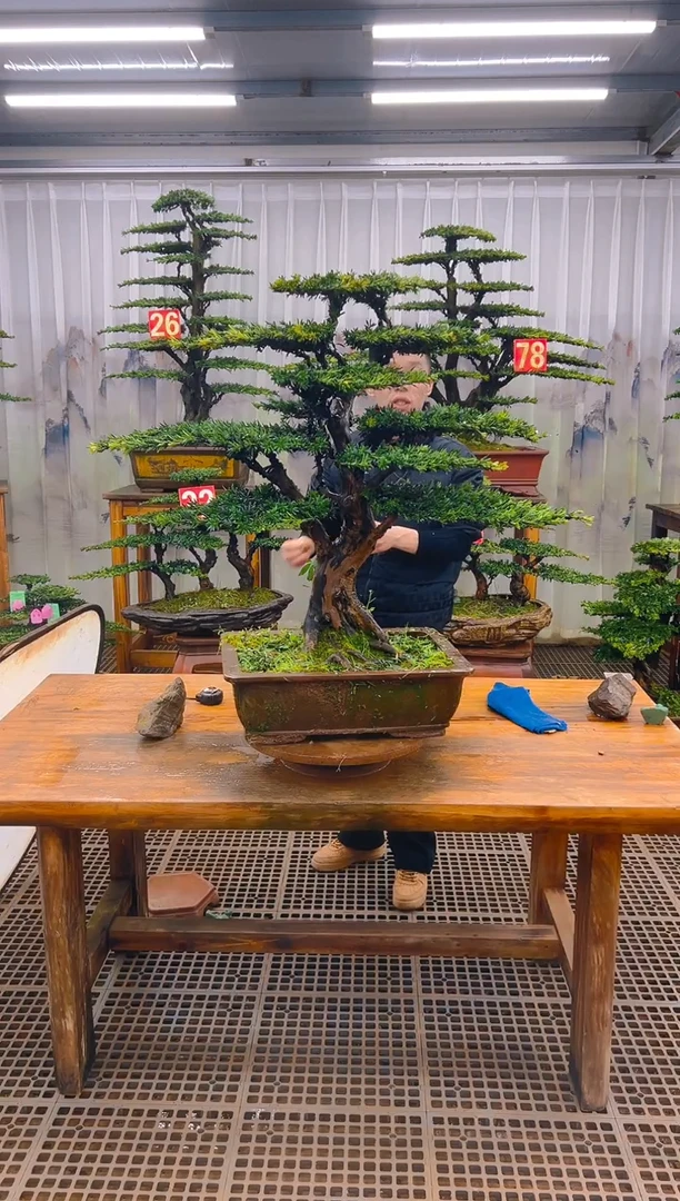 无花朵夜**離精品盆景直播间一物一拍