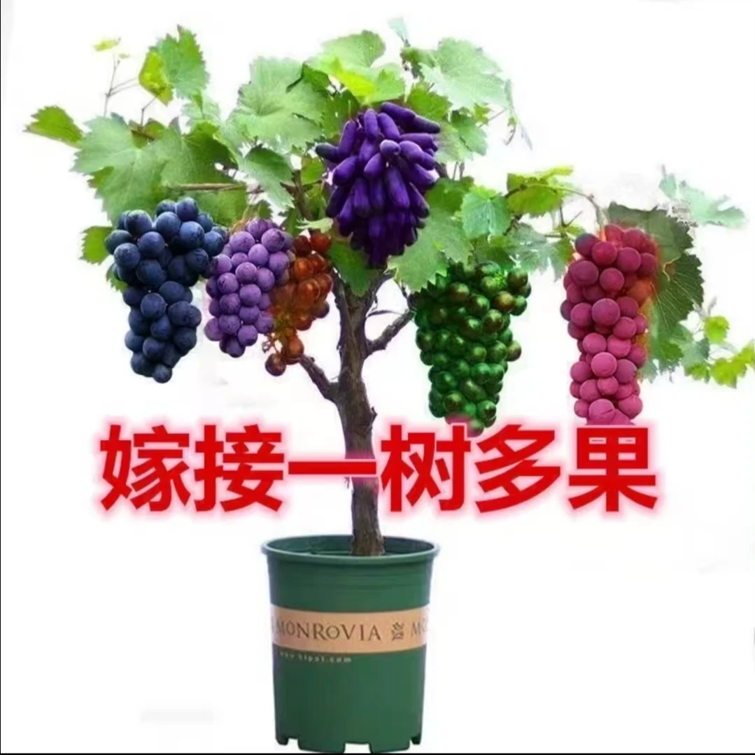 【一树多品葡萄苗】正宗优质对版 带土带叶 基地直发好种植易成活