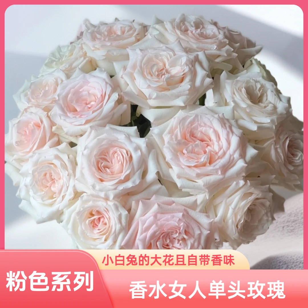 【AAA级香水女人单头玫瑰】小白兔大花型，粉色夹心花边且开放度高