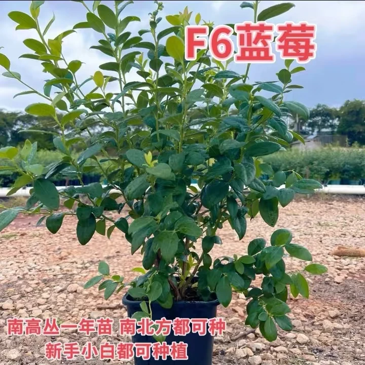 F6蓝莓盆栽原盆原土 露天培育 阳台小院均可种植