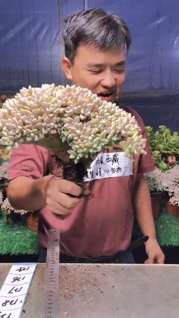 125淡雪缀化一物一拍