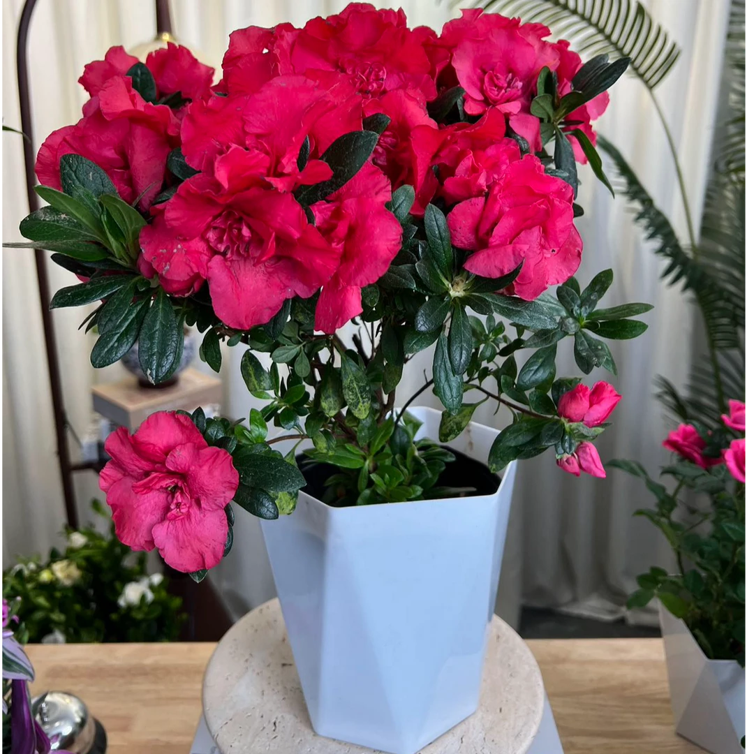 （新疆包邮）50CM冠幅杨梅红杜鹃花老桩盆栽