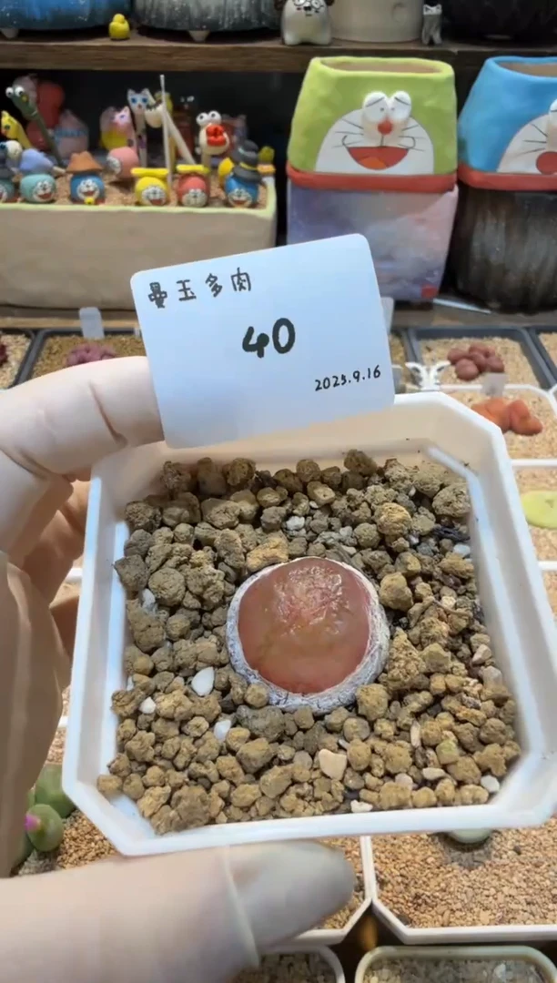 美***河25.9.16-40多肉